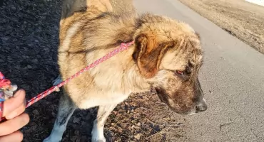 Czyj pies? Czy ktoś po niego wróci?