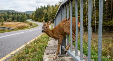 Akcja na ul. Wyszkowskiej. Sarna uwięziona w barierkach