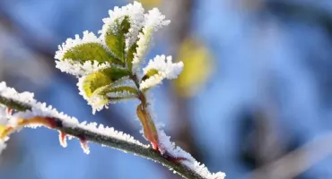 Uwaga, przymrozki! IMGW wydaje ostrzeżenie dla powiatu pułtuskiego