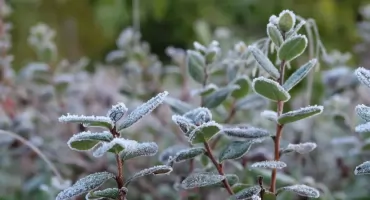 W nocy spore przymrozki