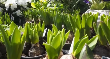 Kwiatowy urok Wielkanocy - zaglądamy do Kwiaciarni u Kasi