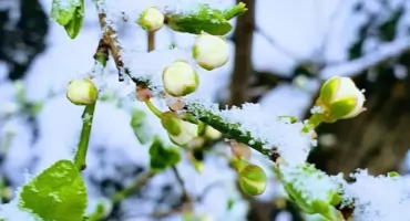 Uwaga! Przymrozki w powiecie pułtuskim. IMGW wydało ostrzeżenie