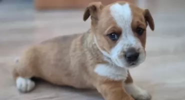 PILNE: W Trzcińcu znaleziono szczeniaka. Straż Miejska poszukuje właściciela