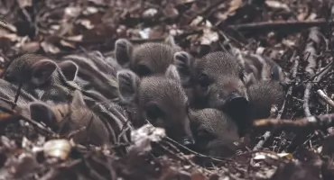 Co w lesie piszczy? … A kto jako jeden z pierwszych przychodzi na świat? 