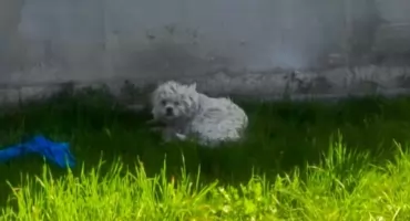 Psie cudo znalezione w Zatorach – potrzebna pomoc!