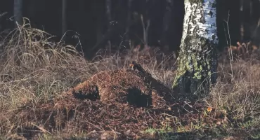 Co w lesie piszczy? A co tętni życiem pod naszymi stopami? 