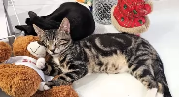 W hołdzie Łukaszowi Litewce! Kontynuujemy jego dzieło - zbieramy karmę dla zwierząt!