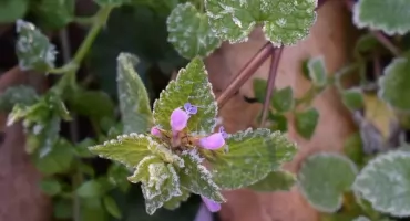 UWAGA: Przymrozki w powiecie pułtuskim. IMGW wydaje ostrzeżenie pierwszego stopnia