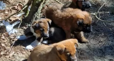 Szczenięta porzucone w lesie. Skazane na pewną śmierć, zostały uratowane przez dzielnicowych  