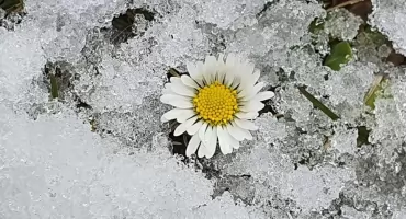 Nawet -8°C przy gruncie. Przymrozki wracają nad powiat pułtuski