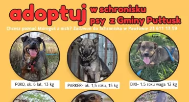 Nowy dom, nowe życie. Psy z Pułtuska czekają na Twoją pomoc