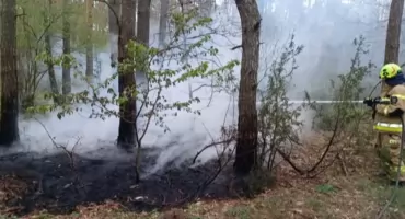 Lasy w ogniu. Płonęło 400 m2 ściółki