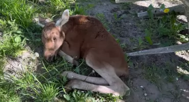 Policjanci uratowali kilkudniowego łoszaka