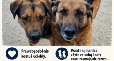 Pies i suczka znalezione w Szygówku! 