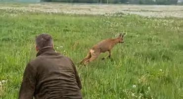 Myśliwi uratowali kozła sarny. Zwierzę walczyło o życie
