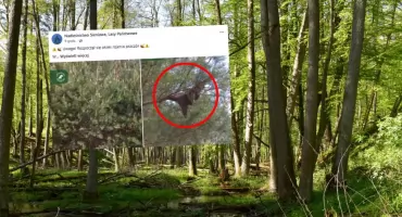 Leśnicy apelują o ostrożność. Chodzi o pszczoły w lesie 
