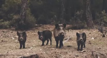 Co w lesie piszczy?… a kto „zatrudnia” niańki?