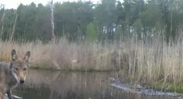Redakcyjna fotopułapka przyłapała wilka!