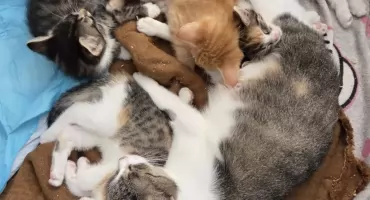 Kocia paczka szuka domu! Niezwykła historia Gruma, leśnego znajdka, którego adoptowała inna kocia mama