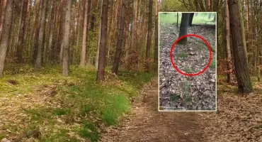 Wysyp borowików już w połowie lipca. Grzybiarze mówią o rekordowych zbiorach 
