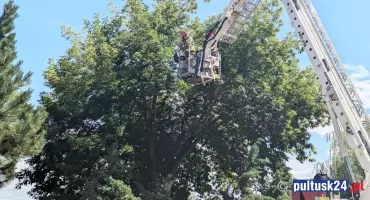 Pułtuscy strażacy w akcji. Usunęli połamane konary na terenie szkoły