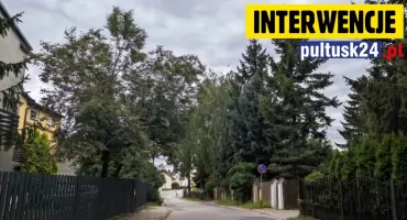 Wytną cenne drzewa, by poszerzyć cichą uliczkę? Mieszkańcy walczą o zieloną trasę do szkoły