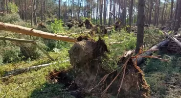  Żywioł nad pułtuskimi lasami. Liczenie strat po przejściu huraganowych wiatrów