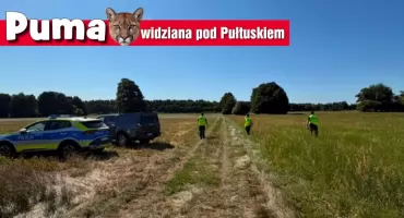 Puma pod Pułtuskiem? Służby szukają, leśnicy studzą emocje
