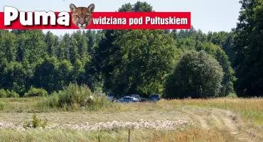 Puma na weekend. Stawinoga ma nowy temat numer jeden