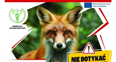 Akcja szczepienia lisów przeciwko wściekliźnie w woj. mazowieckim