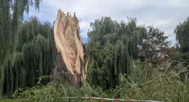 Ogromna wierzba powalona przez wiatr. Skutki wichury w powiecie pułtuskim
