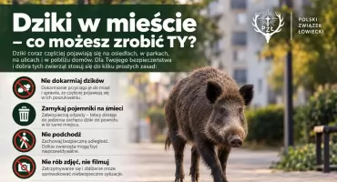 Kolizja z naturą. Dlaczego dziki coraz częściej zatrzymują ruch w miastach