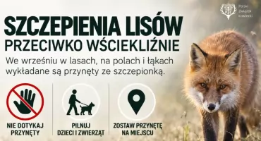 Szczepionki dla lisów w lasach. Myśliwi apelują: nie dotykajmy przynęt