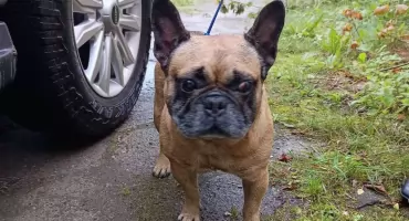 AKTUALIZACJA! Znaleziono psa w typie buldoga francuskiego. Straż Miejska szuka właściciela