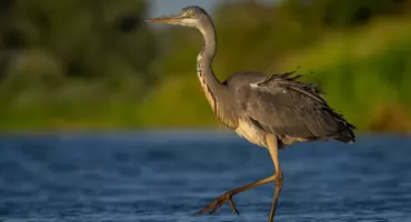 Nadbużański Park Krajobrazowy walczy o tytuł Cudu Polski