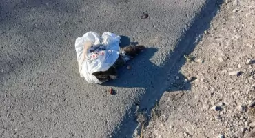 Szukamy świadków okrucieństwa! Martwa kotka z młodymi w reklamówce