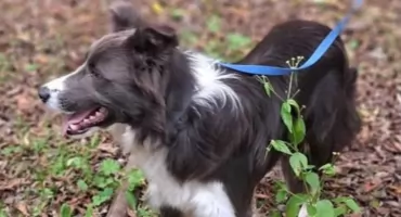 Pilny apel o pomoc: w Płocochowie odłowiono suczkę w typie border collie