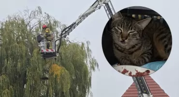 Interwencja przy ul. Traugutta w Pułtusku. Strażacy wezwani do kota na drzewie [ZDJĘCIA, FILM]